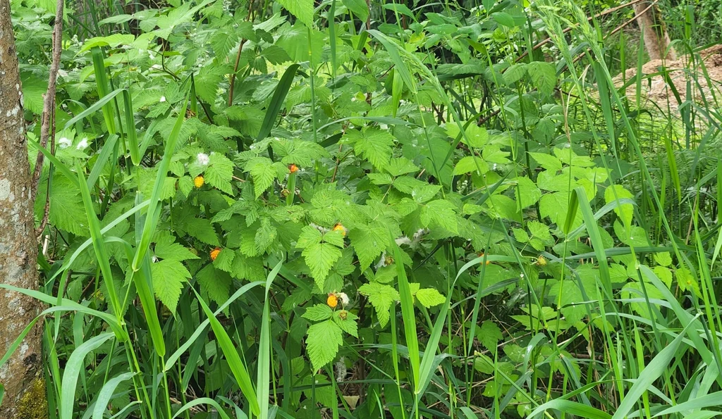 Salmonberry - Image 8