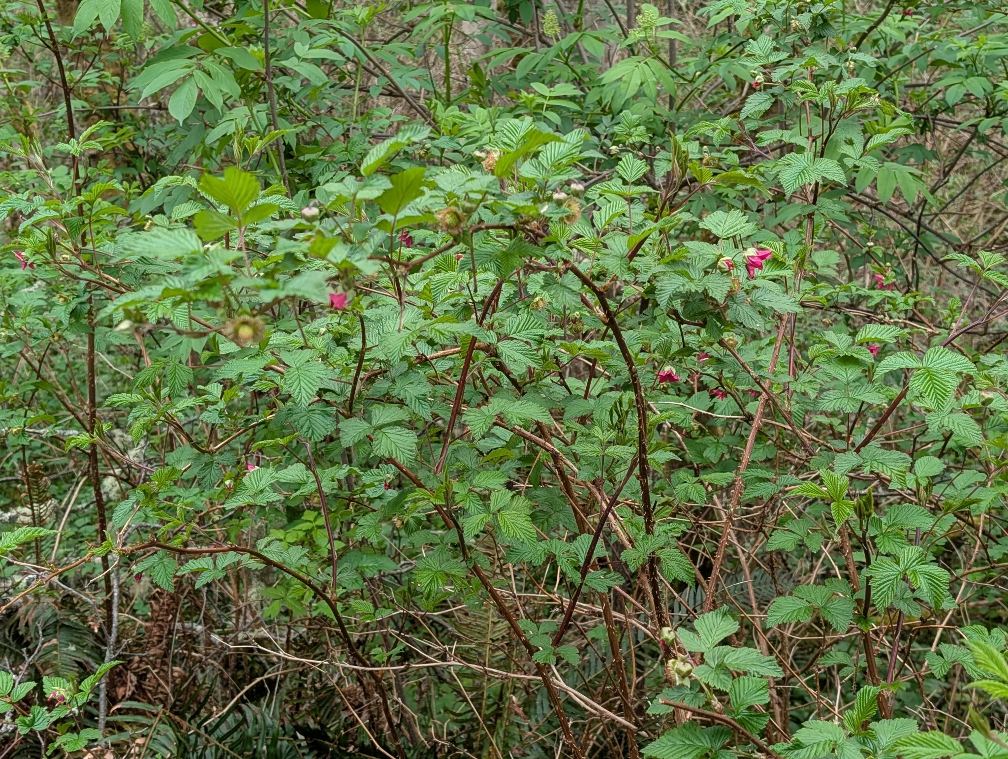 Salmonberry - Image 9