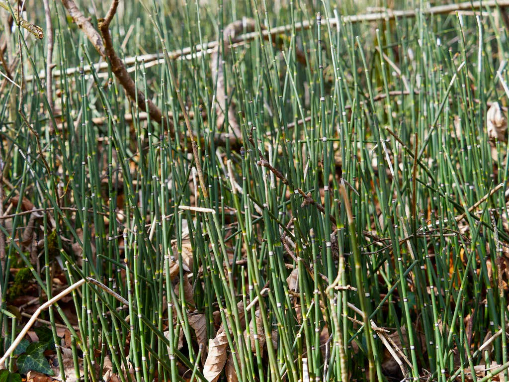 Scouring Rush - Image 3