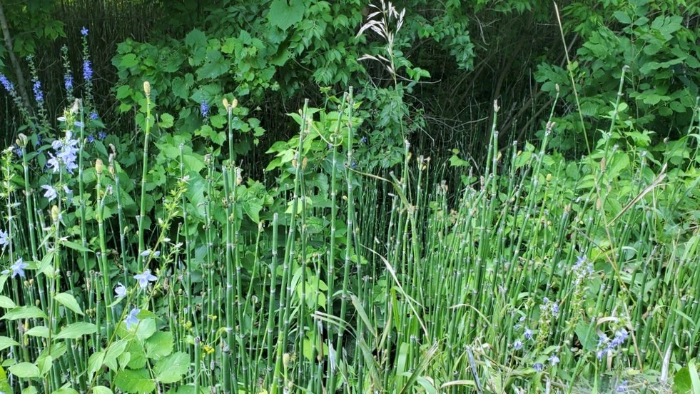Scouring Rush - Image 4