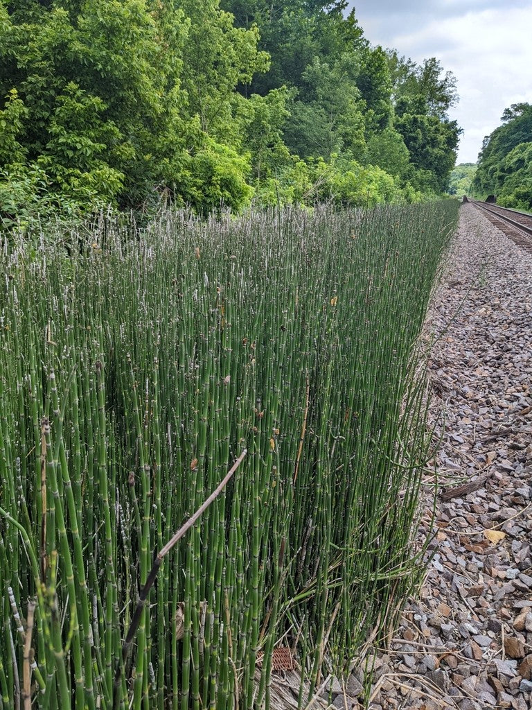 Scouring Rush - Image 5