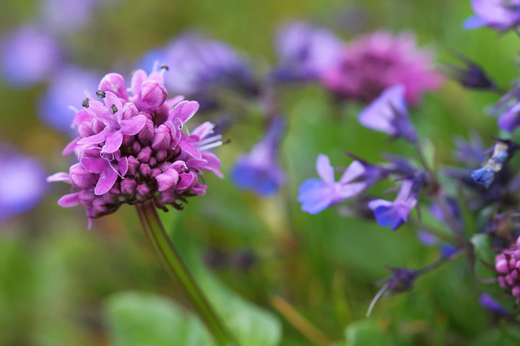 Sea Blush (Seeds) - Image 2