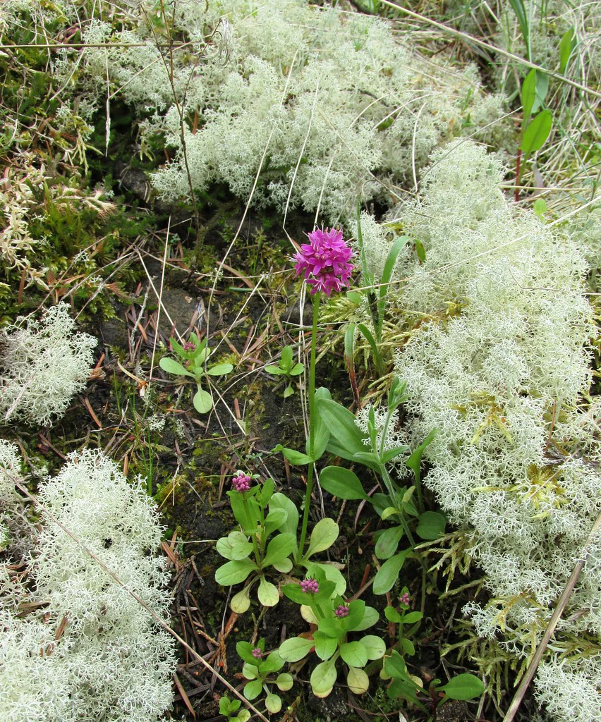 Sea Blush (Seeds) - Image 3