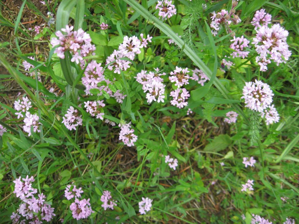Sea Blush (Seeds) - Image 5
