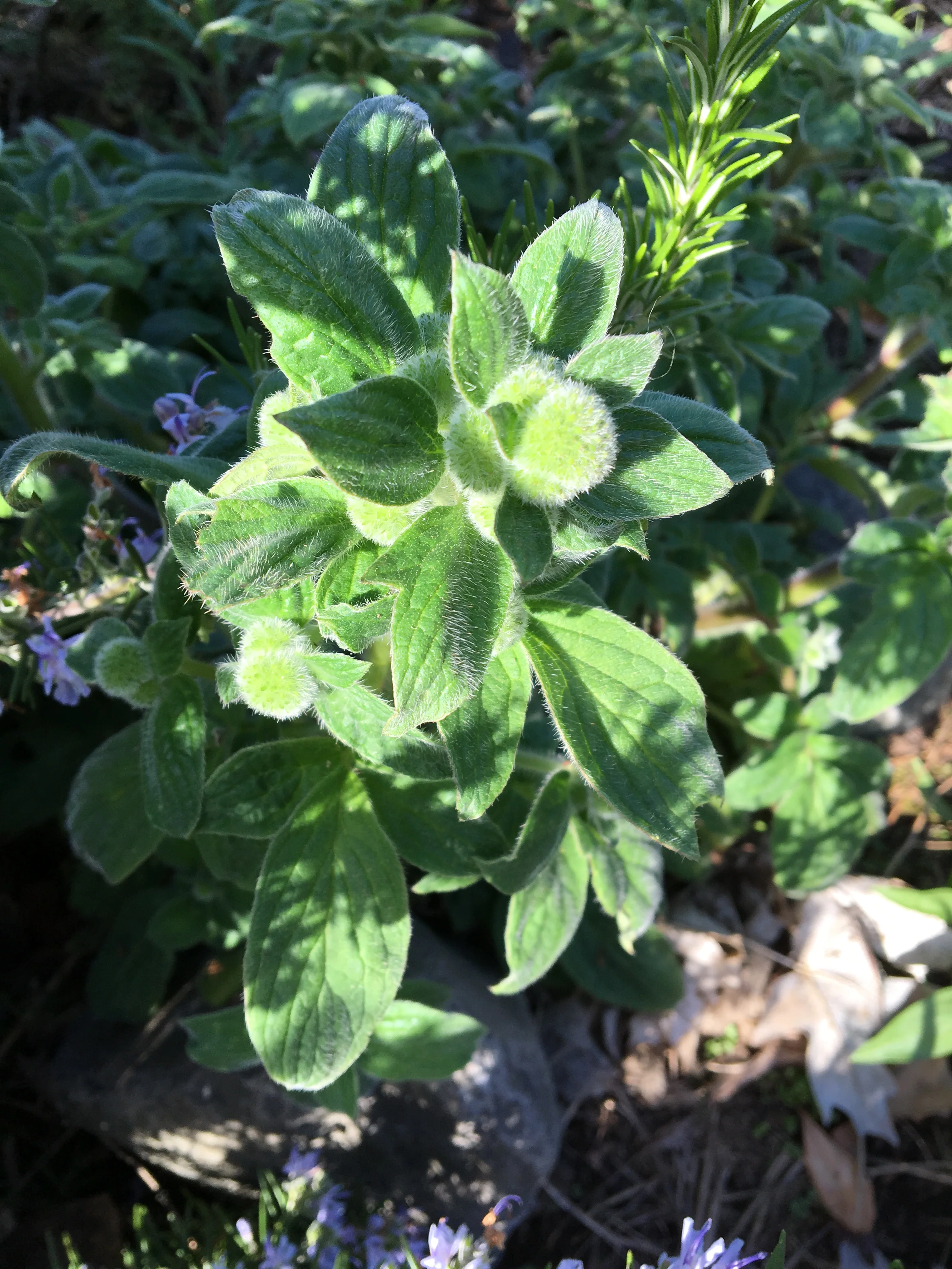 Shade Phacelia (Seeds) - Image 3