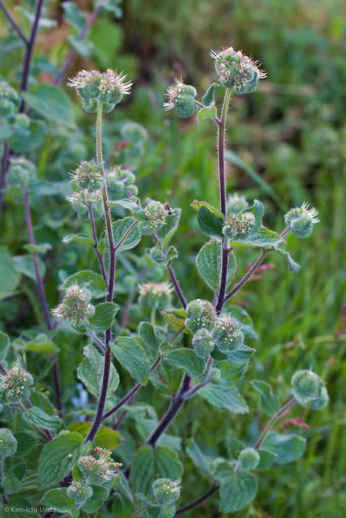 Shade Phacelia (Seeds) - Image 6