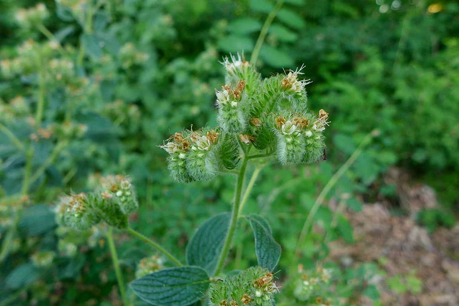 Shade Phacelia (Seeds) - Image 7