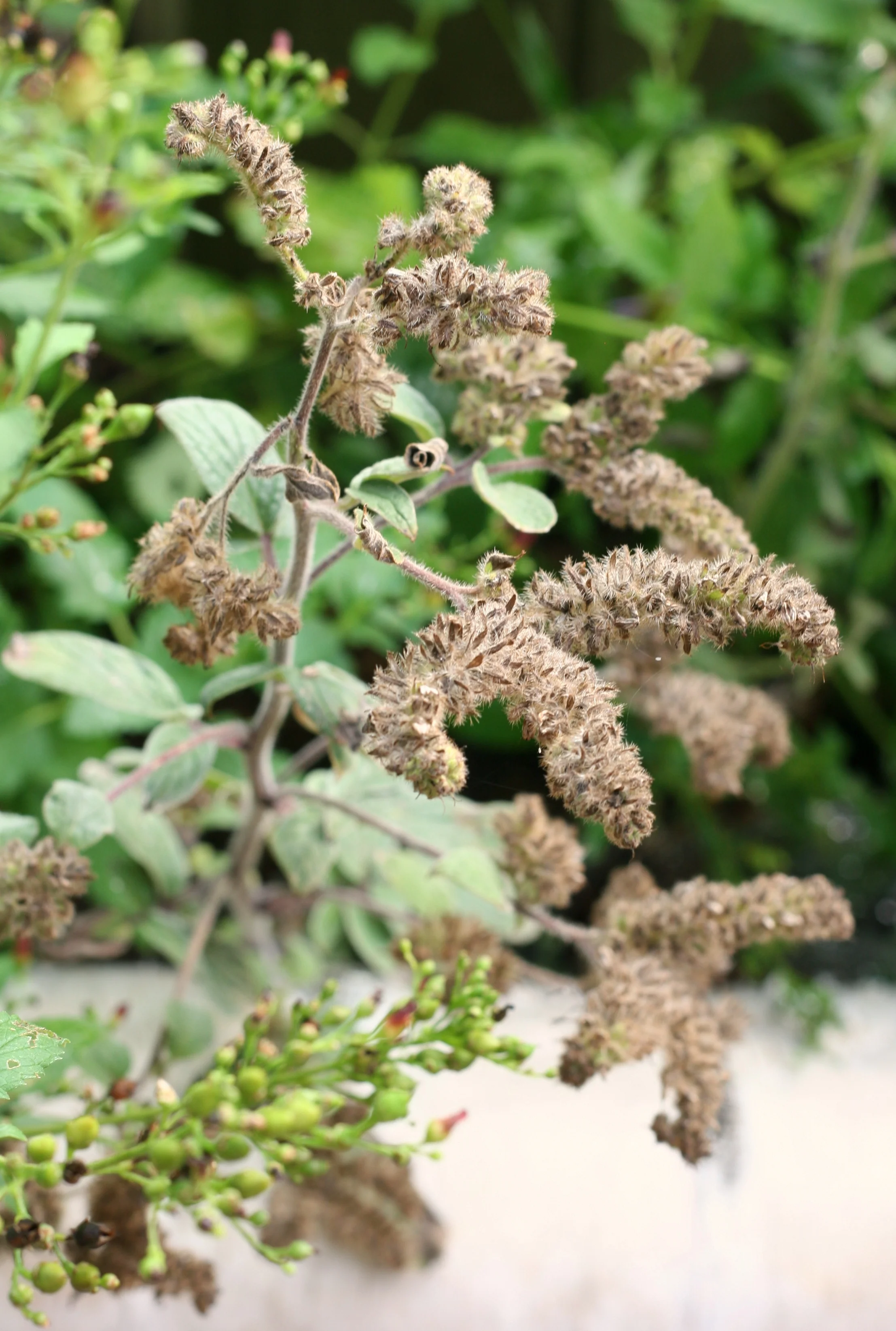 Shade Phacelia (Seeds) - Image 8