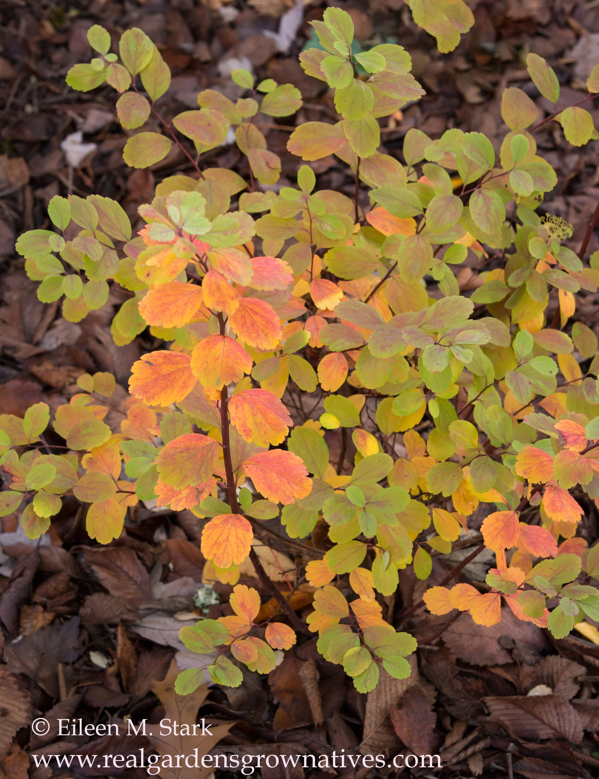 Shinyleaf Spiraea - Image 3