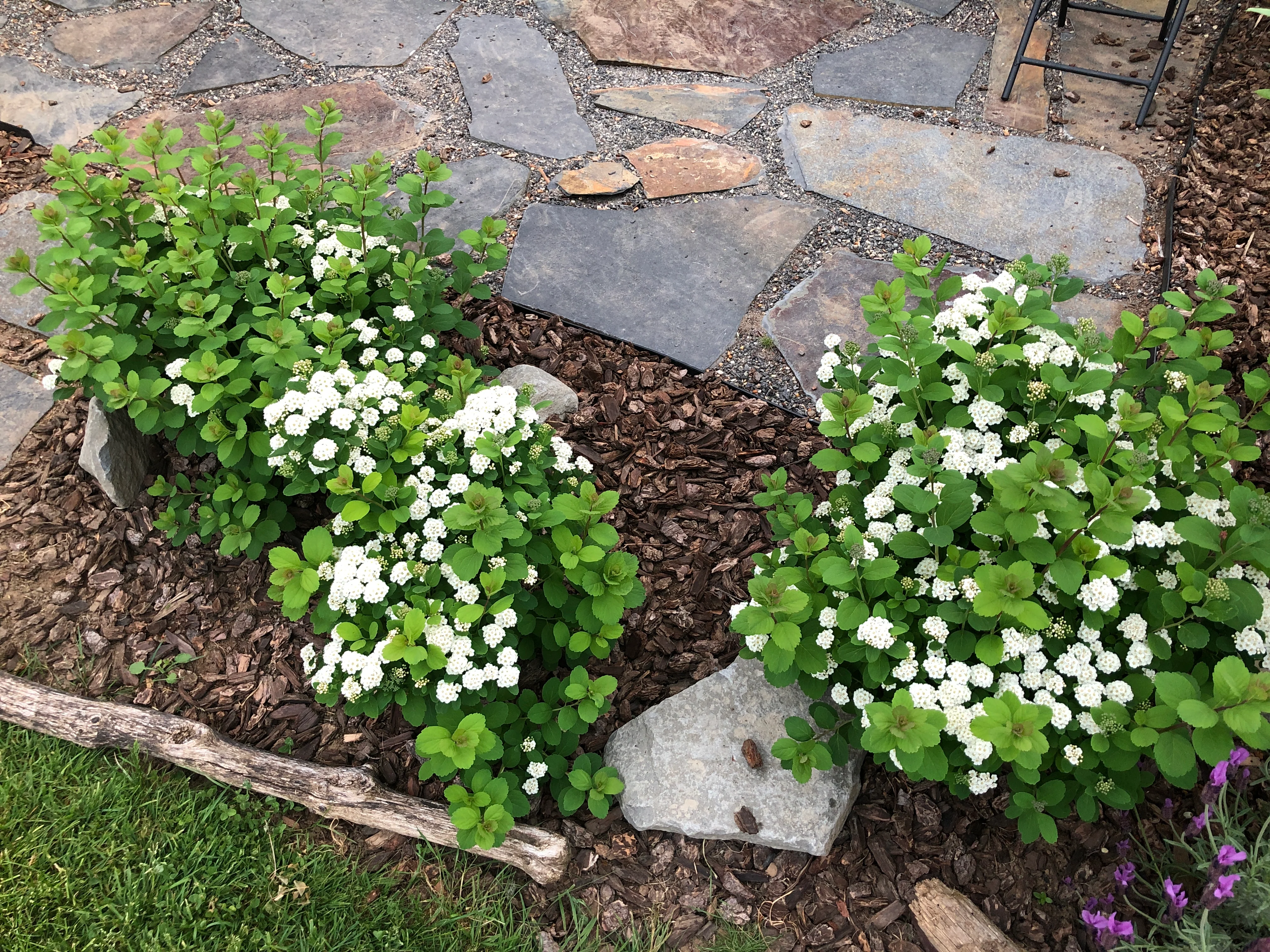 Shinyleaf Spiraea - Image 4