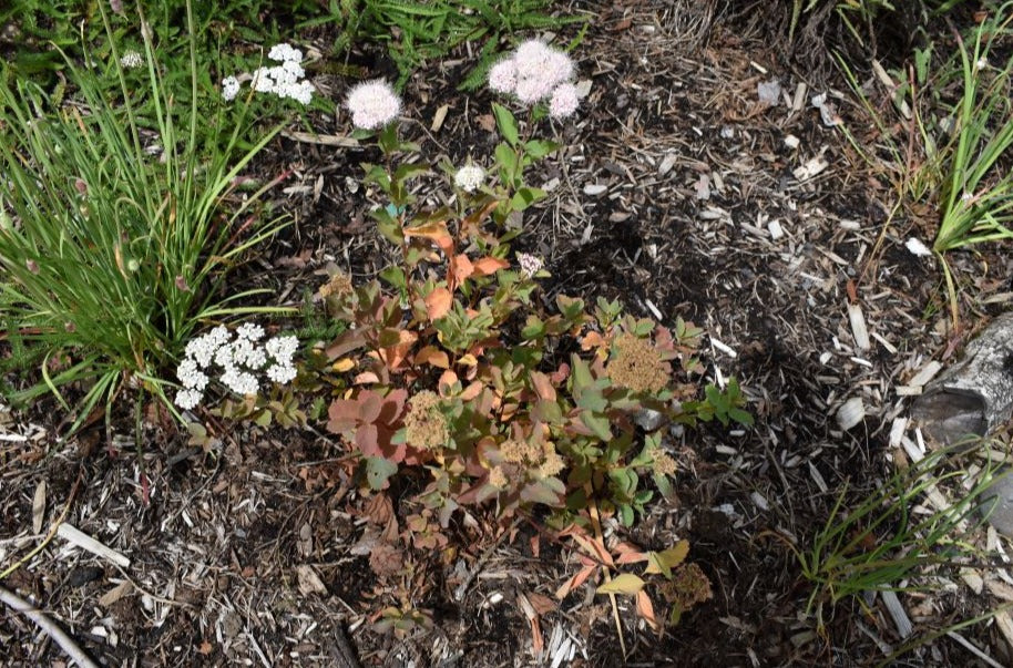Shinyleaf Spiraea - Image 5