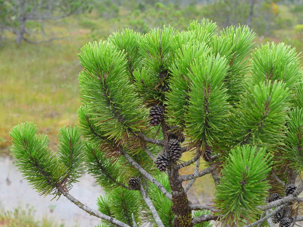 Shore Pine - Image 3
