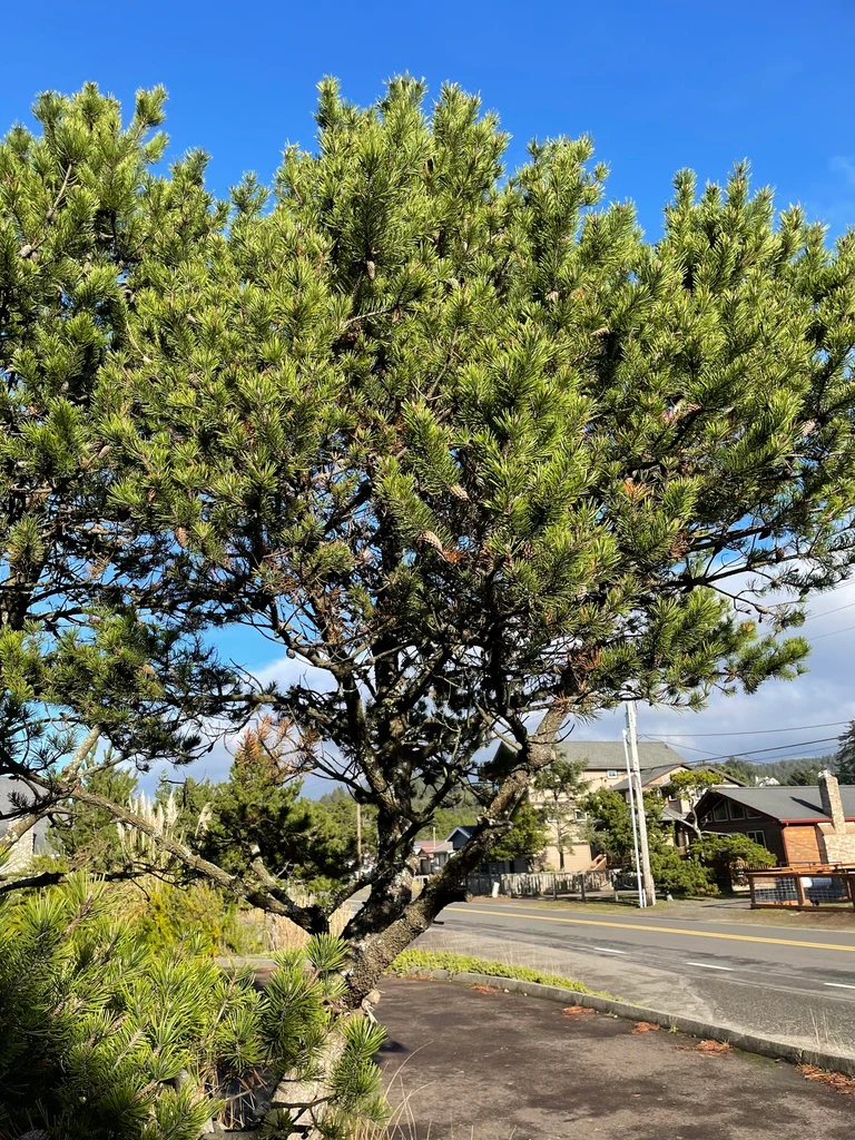 Shore Pine - Image 4