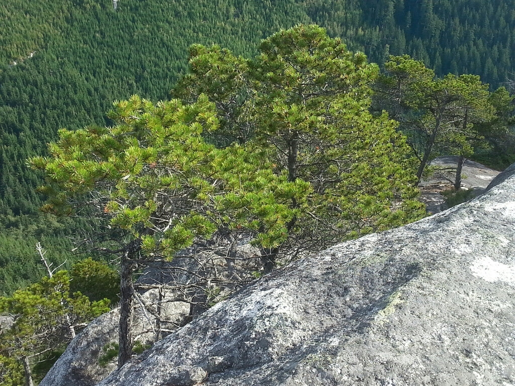 Shore Pine - Image 5