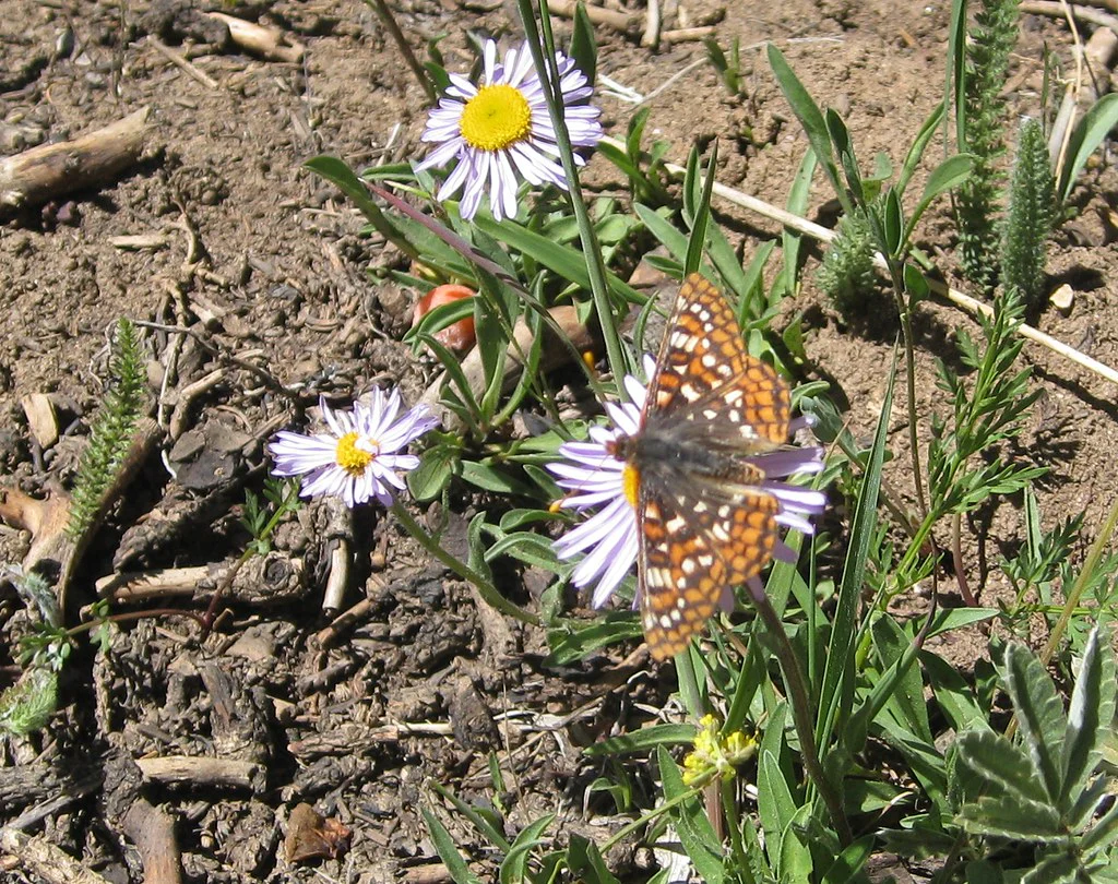 Showy Fleabane - Image 2