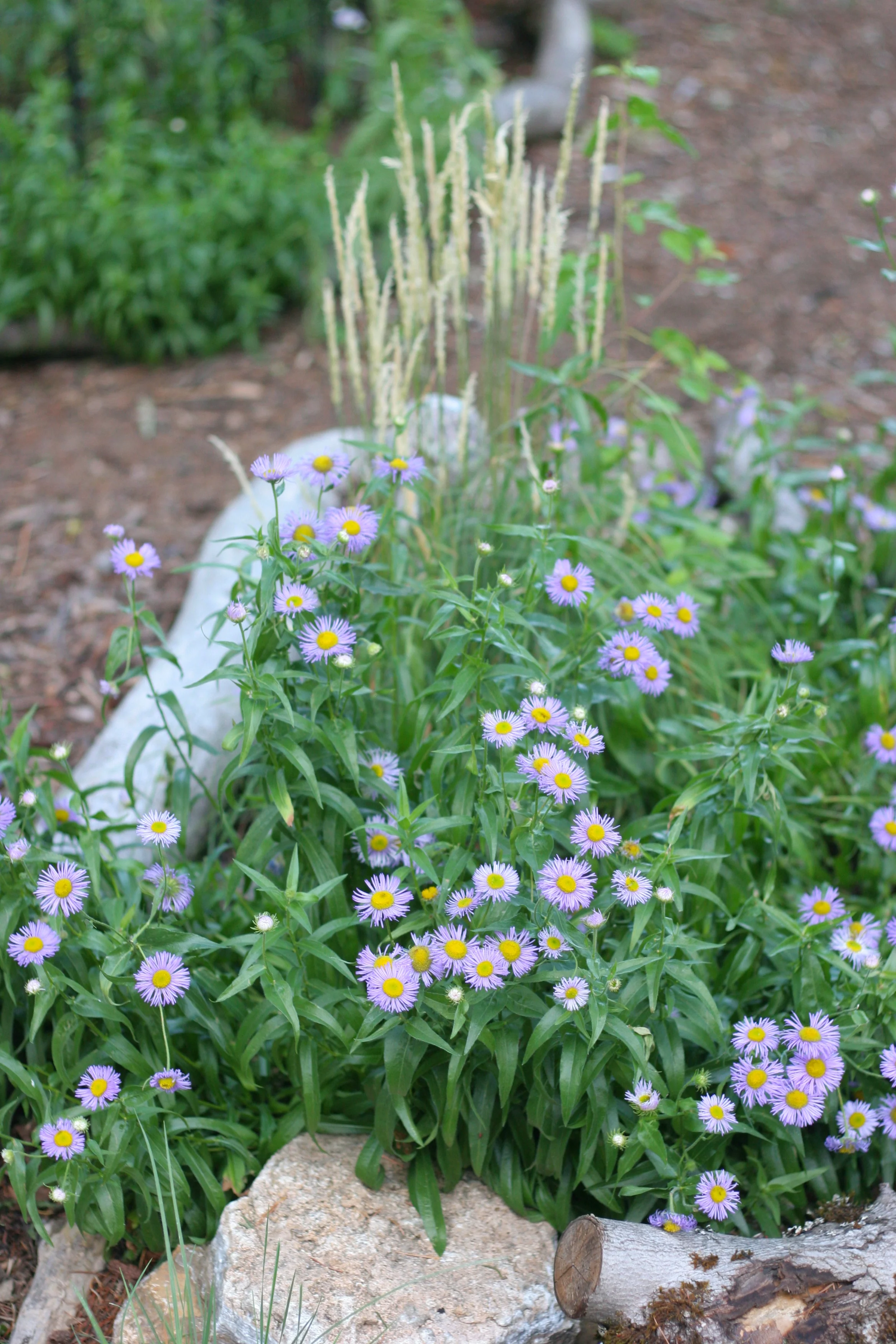 Showy Fleabane - Image 3