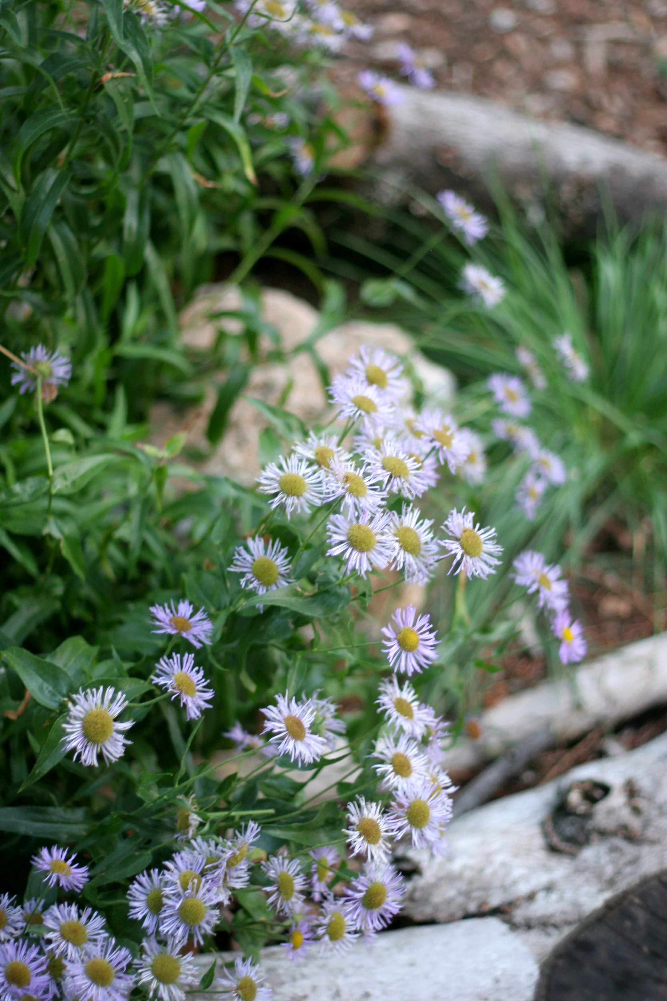 Showy Fleabane - Image 4