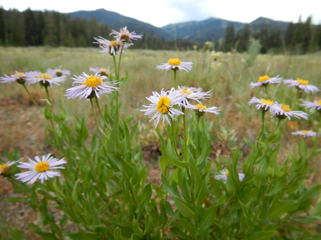 Showy Fleabane - Image 5