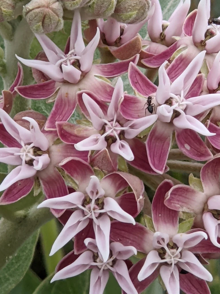 Showy Milkweed - Image 3