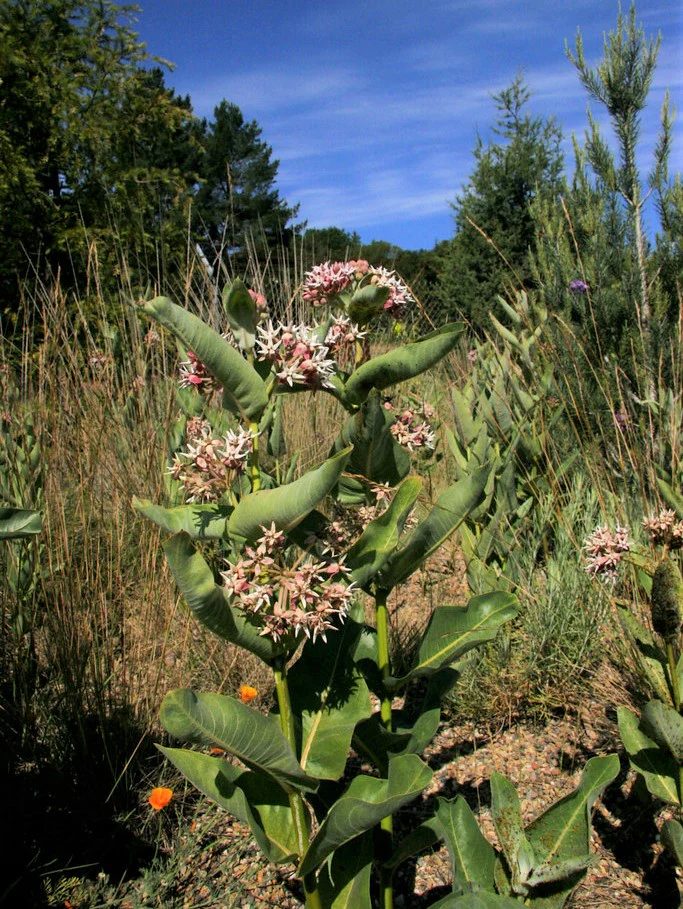 Showy Milkweed - Image 5
