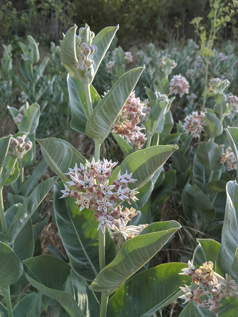 Showy Milkweed - Image 6