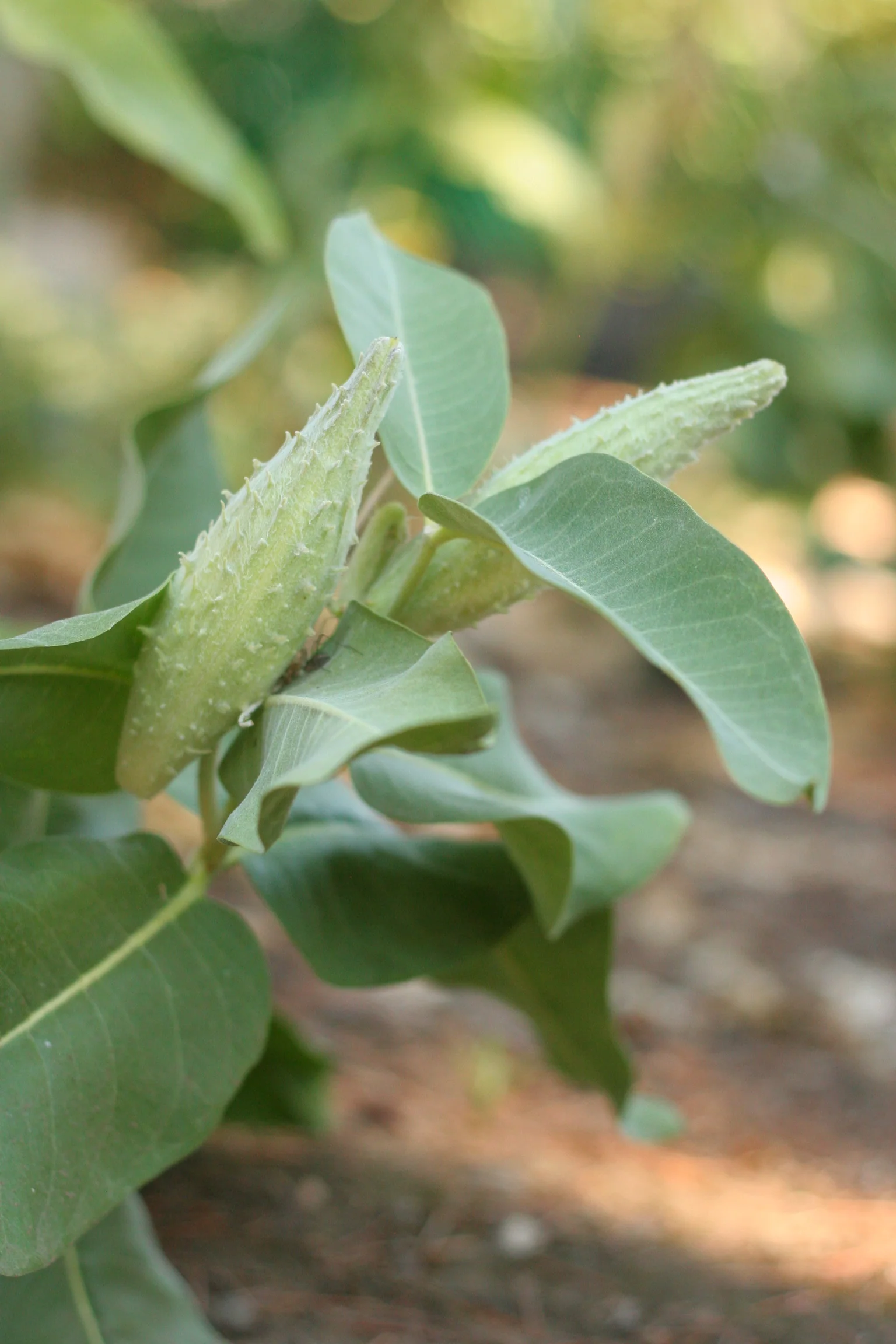 Showy Milkweed - Image 7
