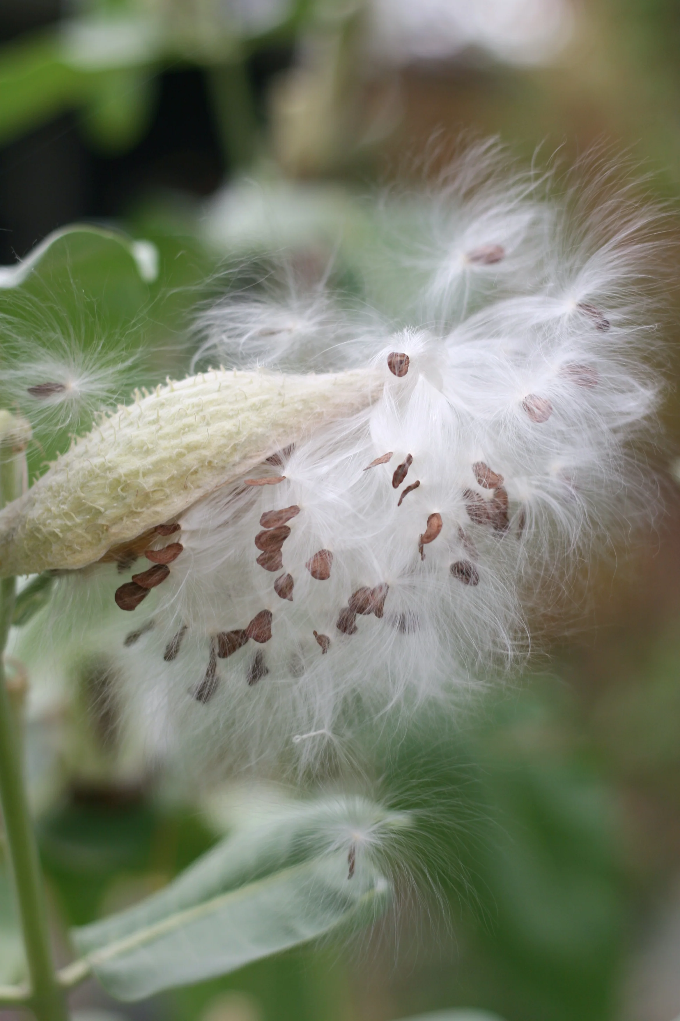 Showy Milkweed - Image 8