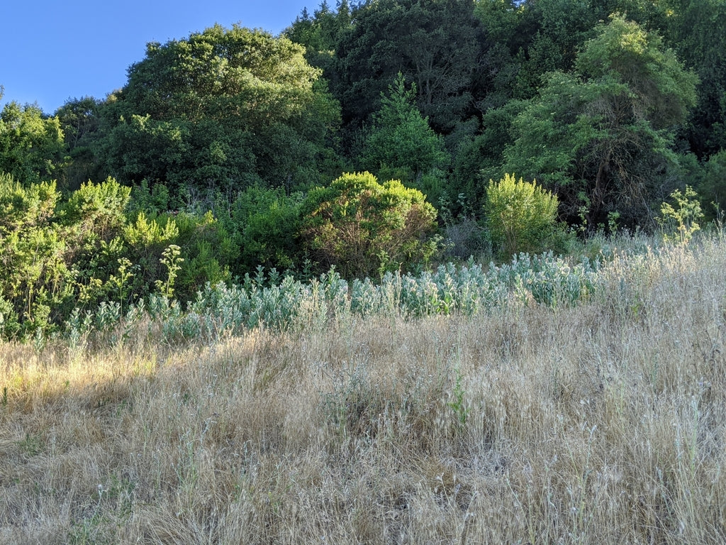 Showy Milkweed - Image 9