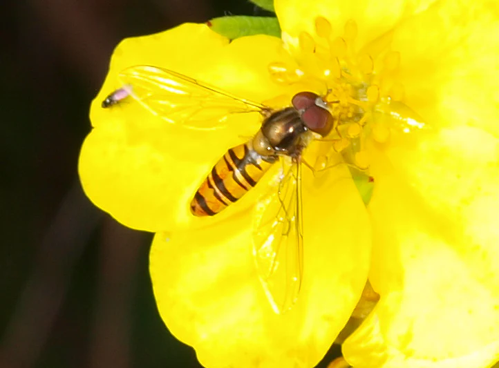 Shrubby Cinquefoil - Image 2