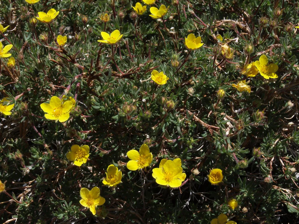Shrubby Cinquefoil - Image 3