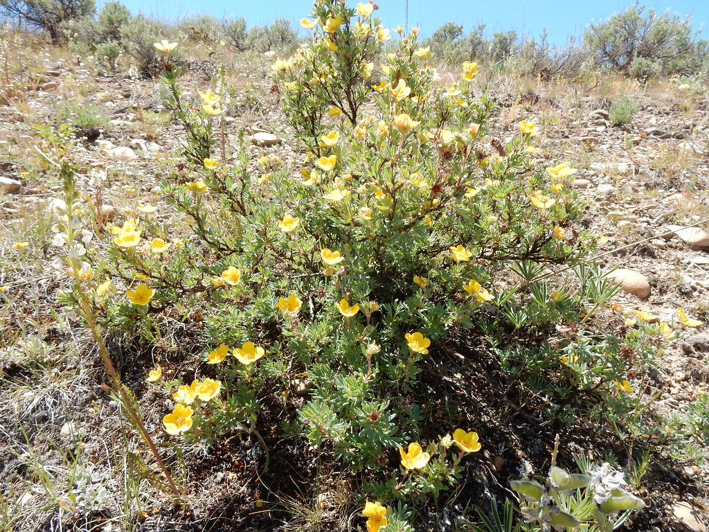 Shrubby Cinquefoil - Image 4