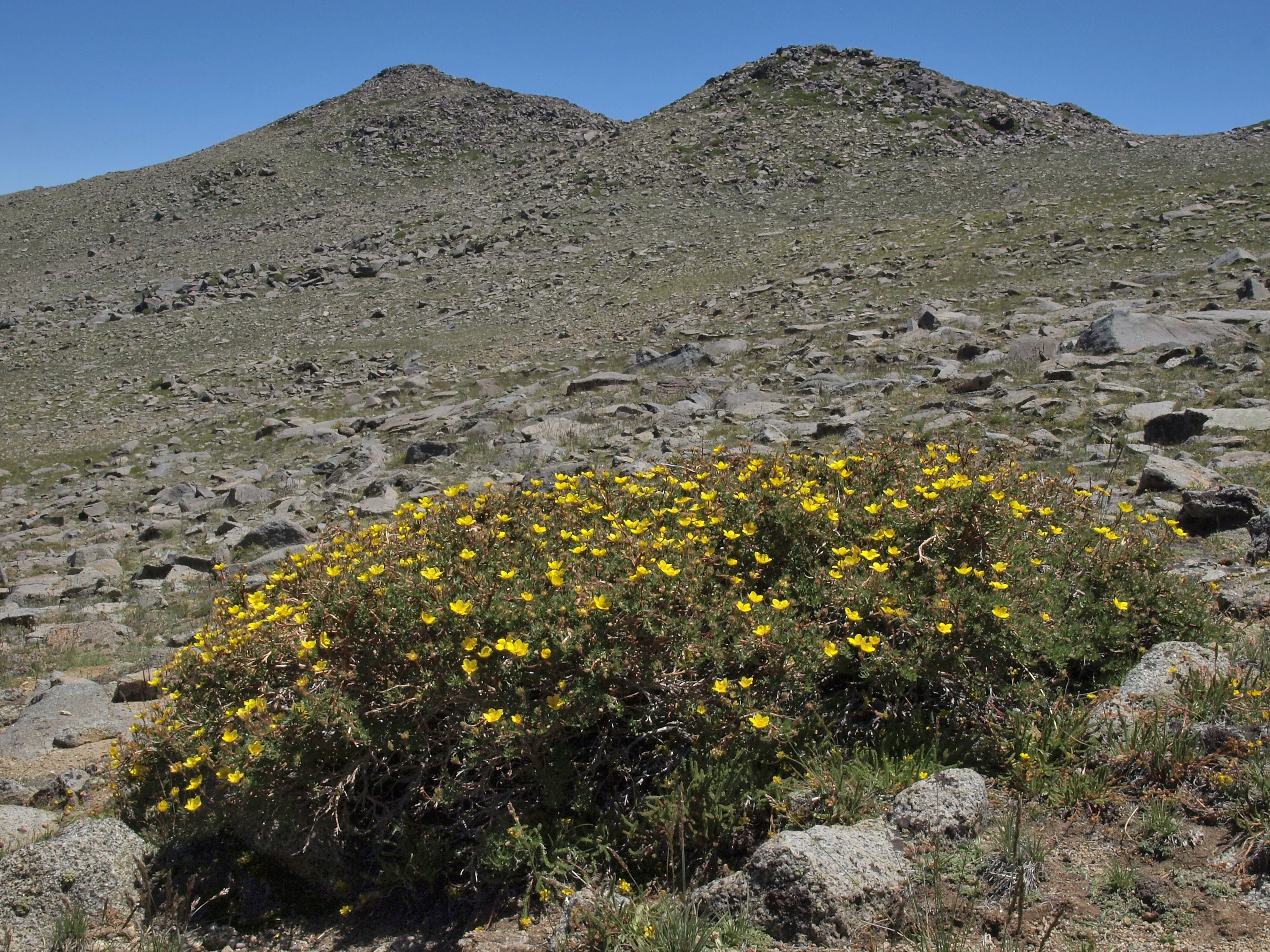 Shrubby Cinquefoil - Image 5