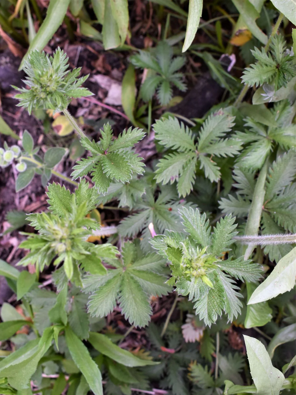 Slender Cinquefoil - Image 2