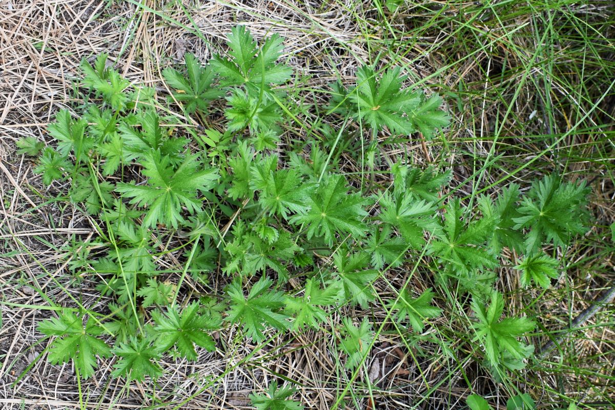 Slender Cinquefoil - Image 3