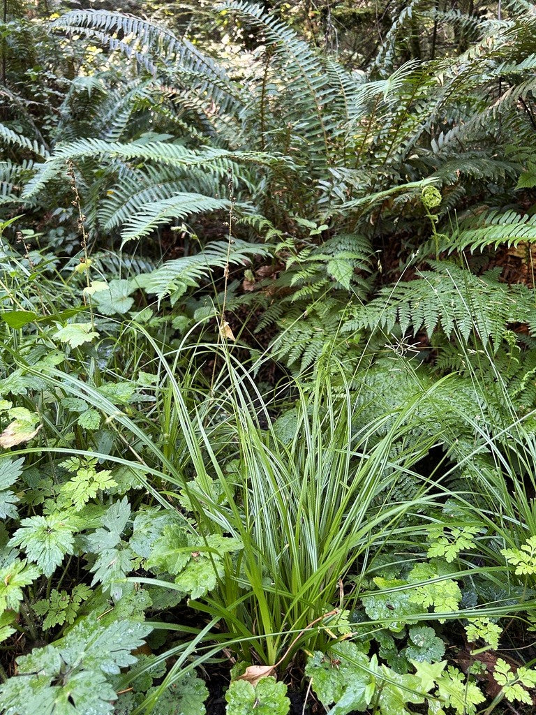 Slender-foot Sedge - Image 3