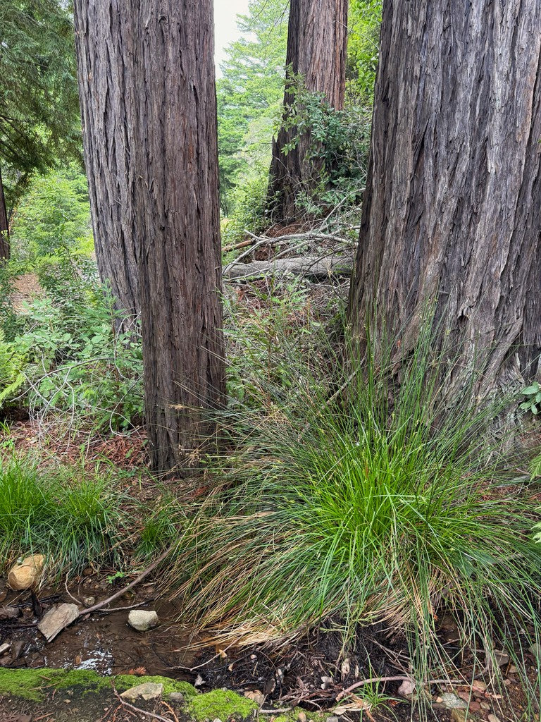 Slender-foot Sedge - Image 4