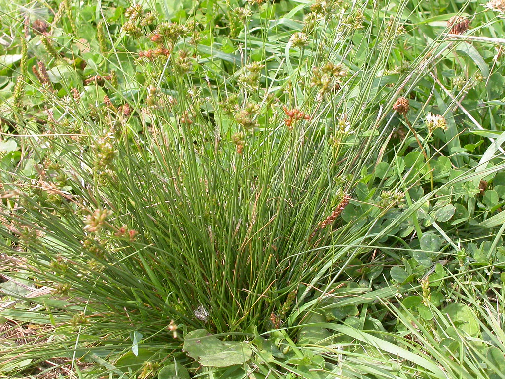 Slender Rush - Image 2