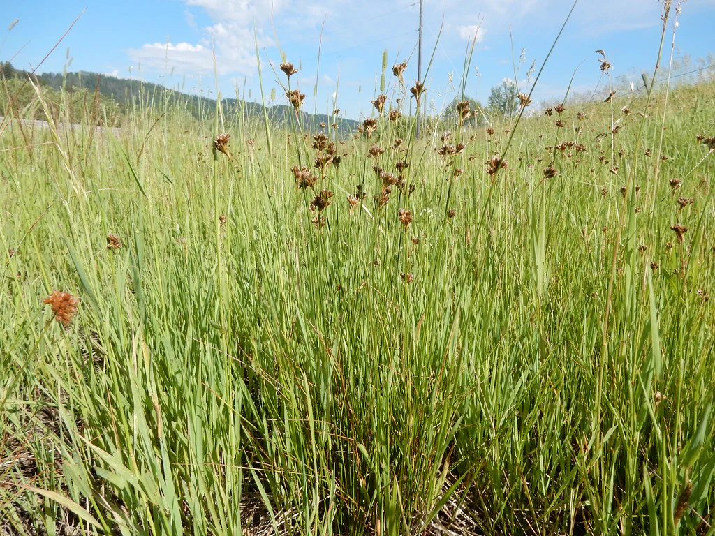 Slender Rush - Image 3