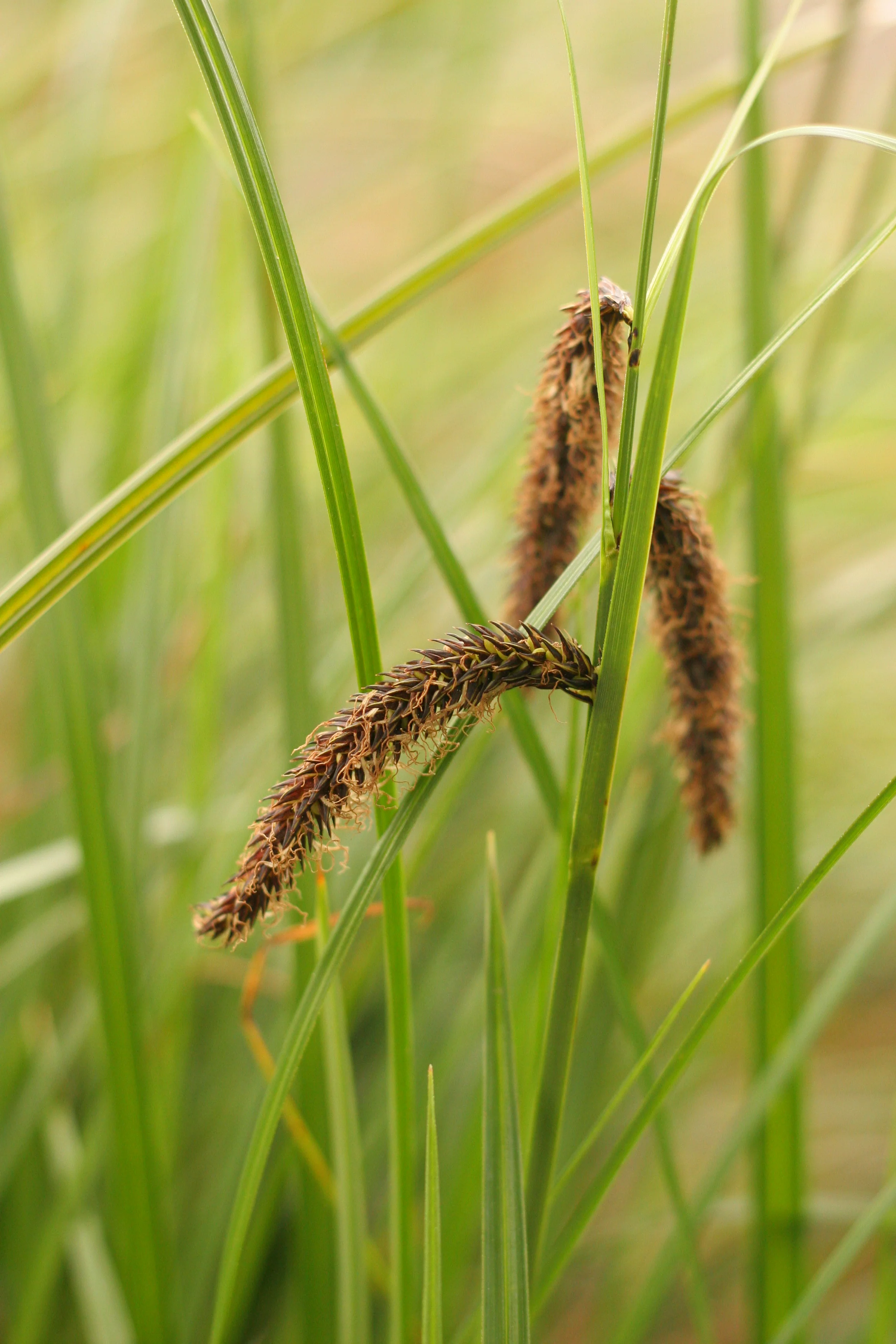 Slough Sedge - Image 2