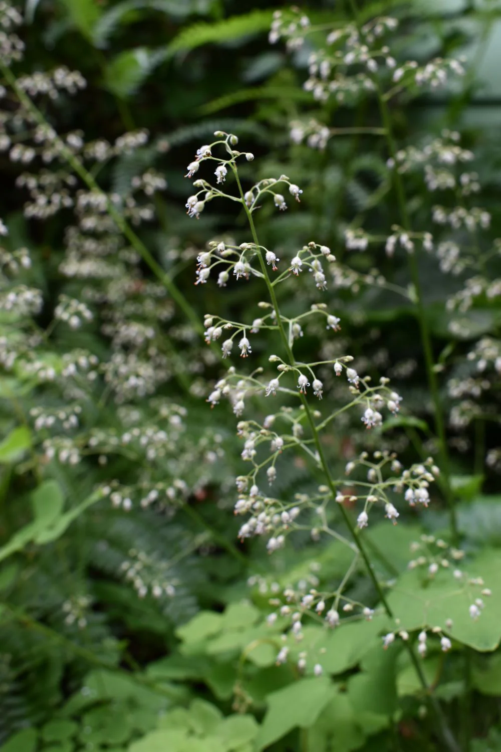 Small-flowered Alumroot - Image 2