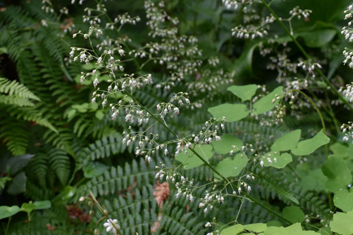 Small-flowered Alumroot - Image 3