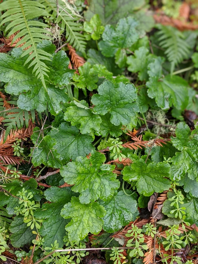 Small-flowered Alumroot - Image 4