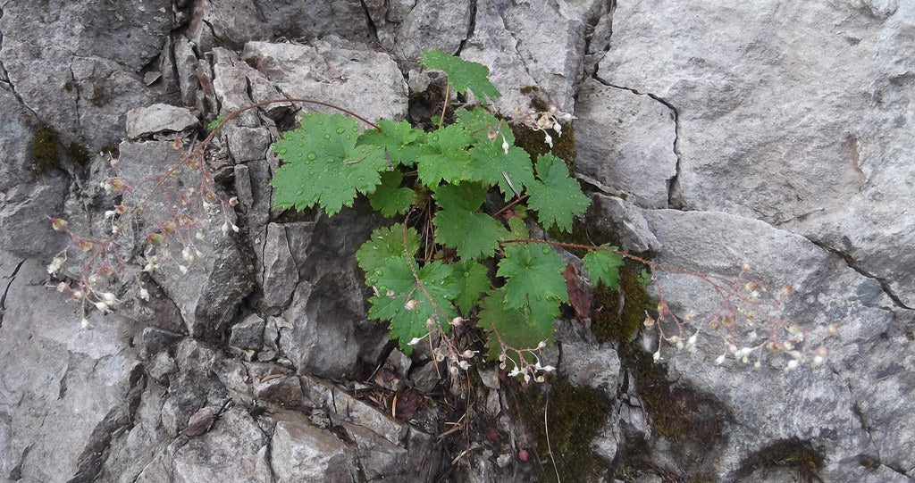 Small-flowered Alumroot - Image 5