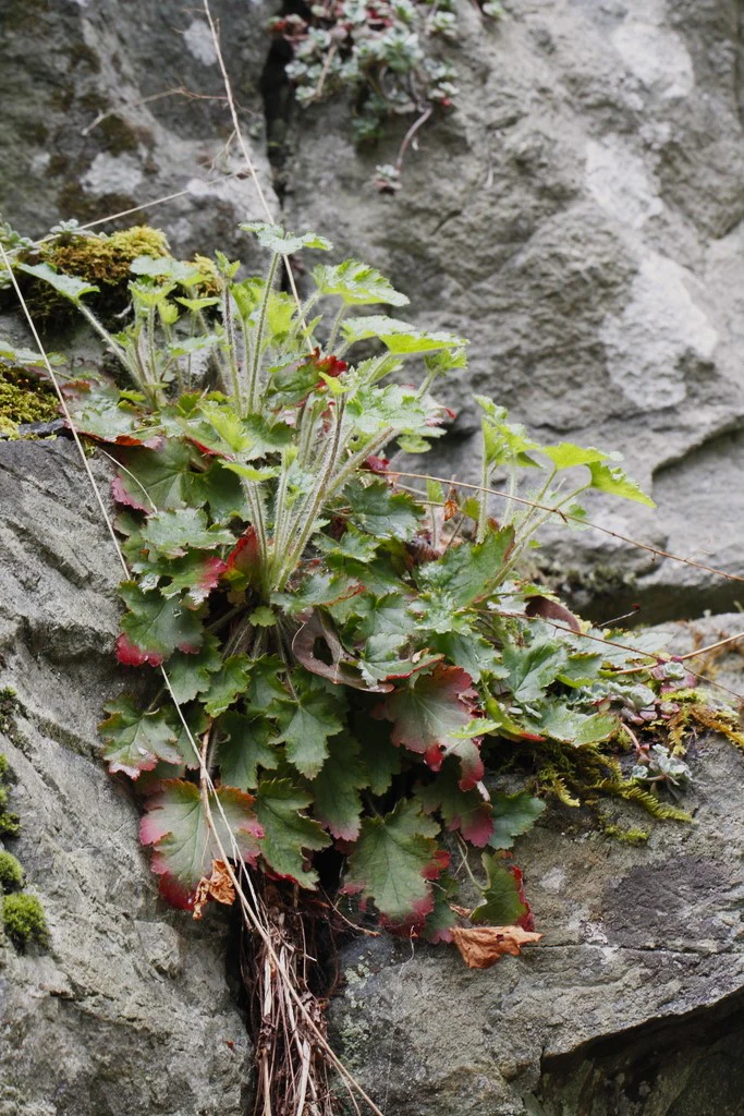 Small-flowered Alumroot - Image 6