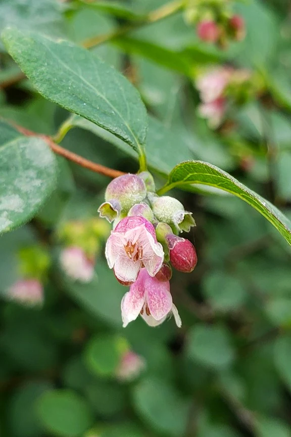 Snowberry - Image 3