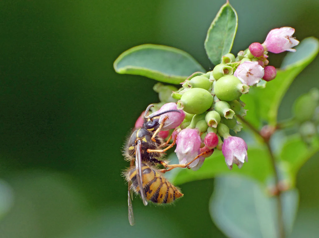 Snowberry - Image 4