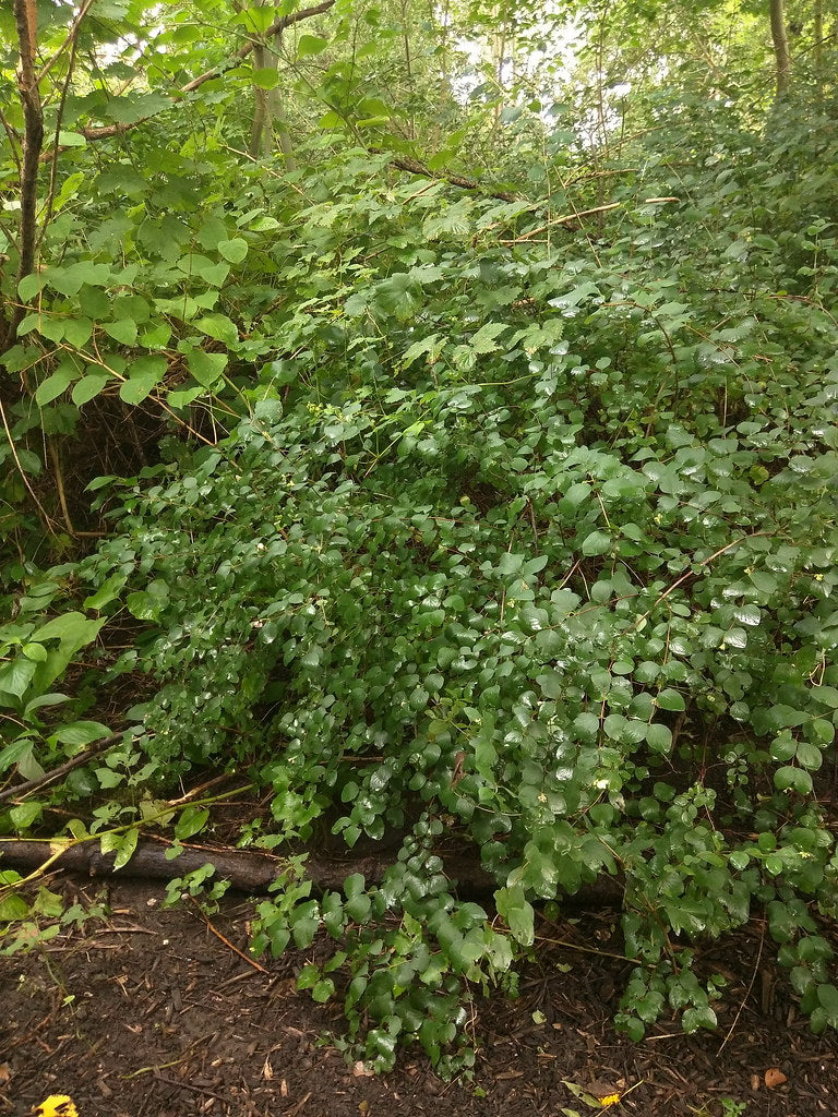 Snowberry - Image 5