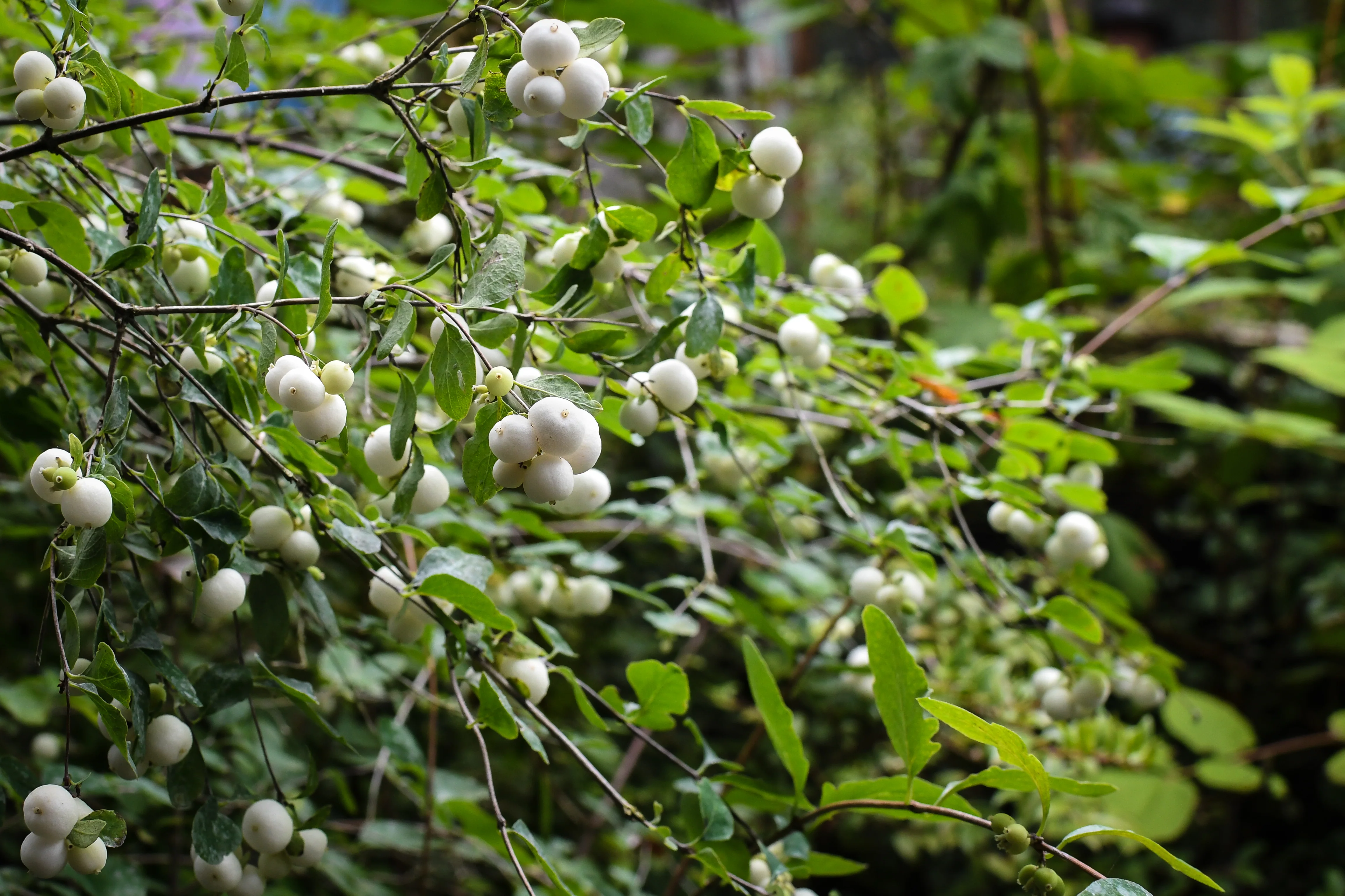 Snowberry - Image 6