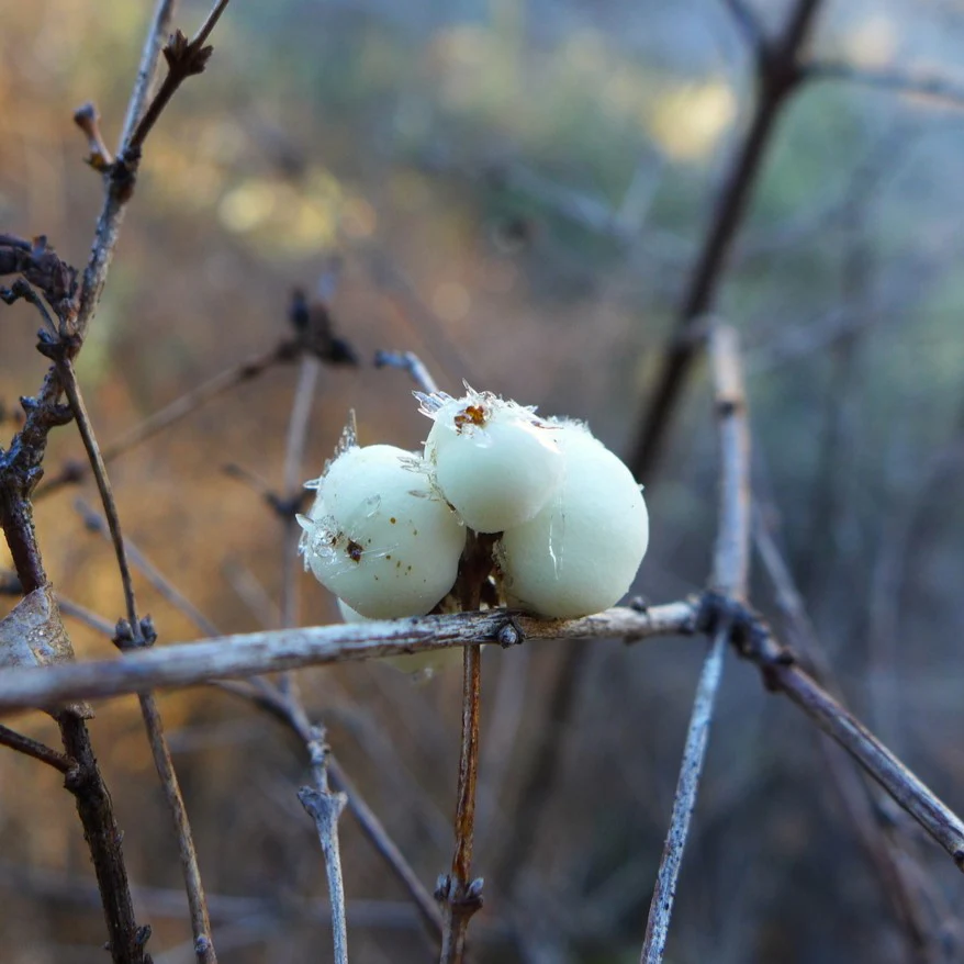 Snowberry - Image 7