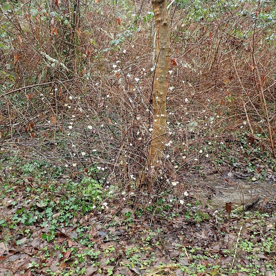 Snowberry - Image 8